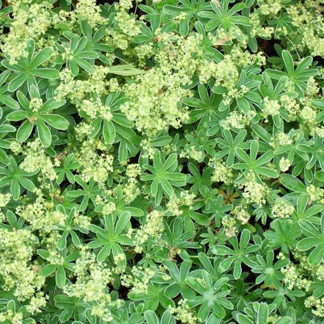 4 x Alchémille des Alpes - Alchemilla alpina  - godet 9x9 cm (1/5)