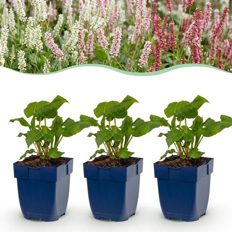Renouée Persicaria Tricolore Vivace Rouge Rose Blanc Lot de 24 Plantes Pot 11cm - PANGIVO (1/5)