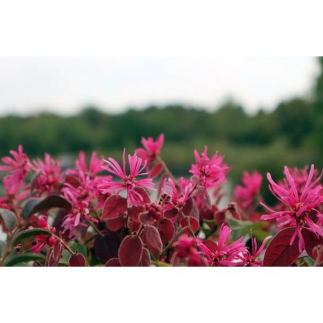 Gardenaria Loropetalum chinense 'Fede' - Arbusto ornamentale da giardino - Altezza: 40/50 cm (vaso19) (1/3)