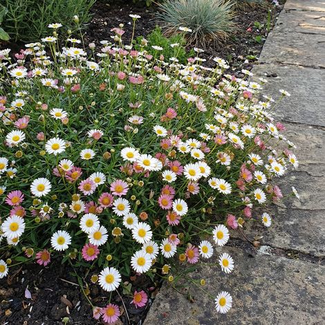 Bloomique - Lot de 3 - Erigeron karvinskianus - Vergerette des murailles - Floraison abondante - Rustique - Vivace - Hauteur 10-20 cm - Pot 9 cm