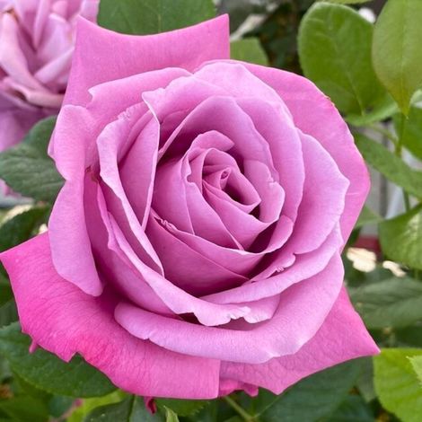 Gardenaria Rosa 'Blue Parfum' - Rosa da giardino - Altezza: 40/50 cm (vaso20) (1/3)