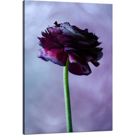 Leinwanddruck Botanik Lila Blume 80x120