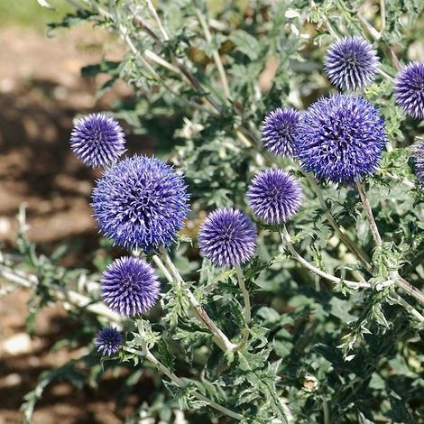 4 x Boule azurée - Echinops ritro  - godet 9x9 cm (1/4)