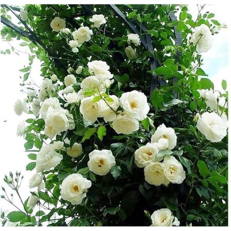 100 Graines de Rosier Grimpant à Croissance Rapide Fleurs Parfumées Multicolores Plantes Vivaces pour Balcon Jardin PLANTE POUSSEE (1/5)