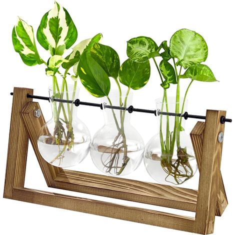 Station de Propagation des Plantes Hydroponiques avec Support en Bois - 3 Vases en Verre pour Culture des Plantes Aquatiques et Décoration (1/5)