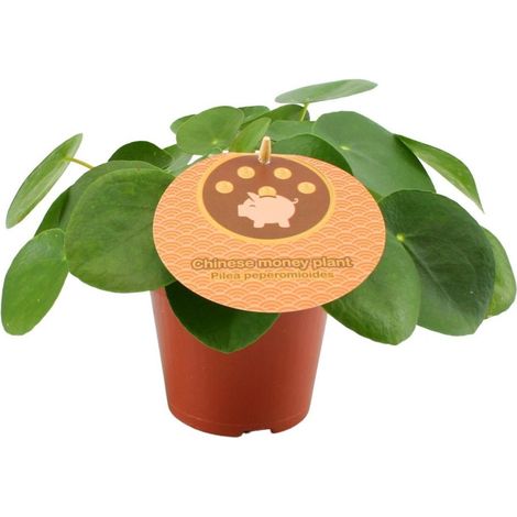 Pilea Peperomioides Plante d’intérieur Feuillage vert décoratif Pot 12 cm Hauteur 20 cm - PANGIVO (1/5)