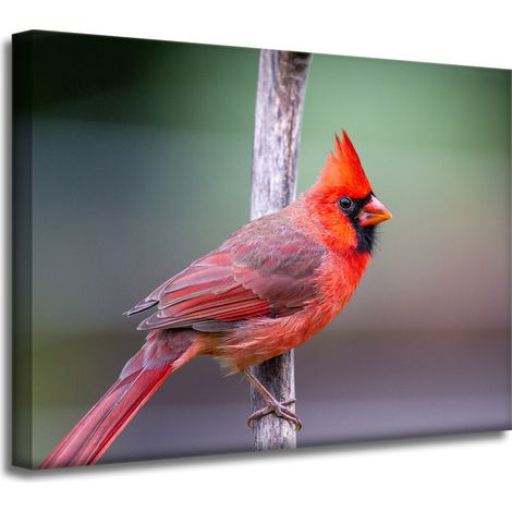Leinwanddruck Tiere Kardinalvogel 40x30 cm
