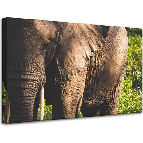 Lienzo impreso con la imagen de un elefante en primer plano, de 80x50 cm.