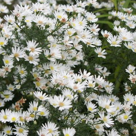4 x Aster 'Monte Cassino' - godet 9x9 cm