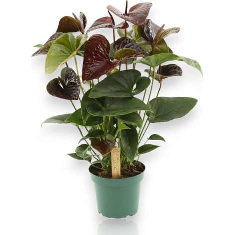 Gardenaria Anthurium andreanum 'Essencia' - Pianta da interno ornamentale - Altezza: 50 cm (vaso 14) (1/4)