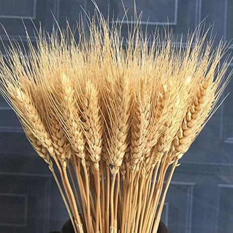 100 fleurs artificielles, plantes artificielles, grandes gerbes de blé séché naturel, tiges de blé séchées, bouquets, véritable blé pour la confection de couronnes, décoration de maison, mariage, tabl (1/3)