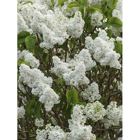 Lilas commun 'Dentelle d'Anjou' Pot de 4L/5L (1/3)