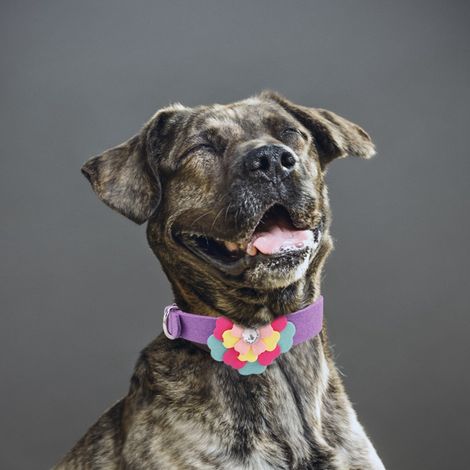 Collier de dressage pour chien et chat en microfibre avec pétales colorés (violet, taille M) (1/5)