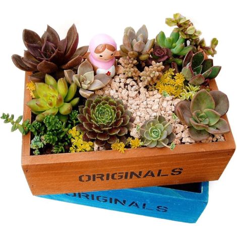 Pot de fleurs décoratif en bois pour plantes succulentes, cactus et bonsaïs, idéal pour les micro-paysages. (1/5)