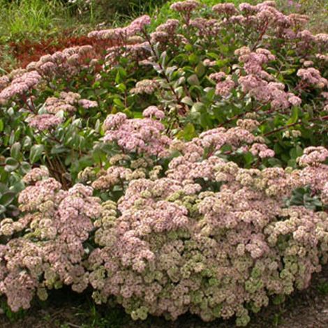 4 x Orpin  - Sedum 'Matrona'  - godet 9x9 cm (1/4)