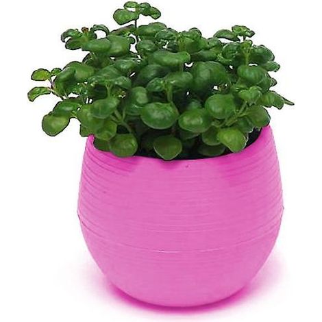 Joli pot de fleurs succulent avec soucoupe, décor de jardin et de bureaurose rouge (1/5)