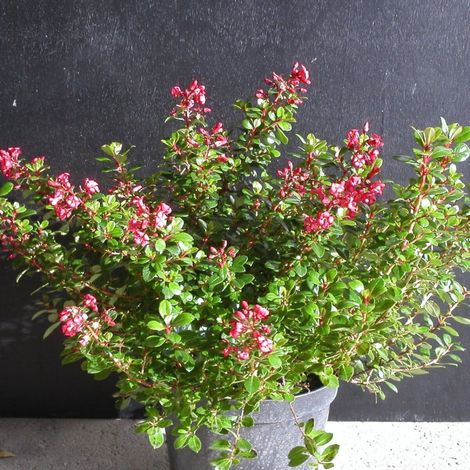 Escallonia Red Dream/Pot de 7,5L - 60/80 cm (1/4)