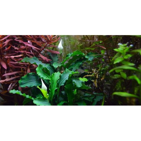 Aquarium Pflanze Bucephalandra pygmaea 'Bukit Kelam' Nr.139