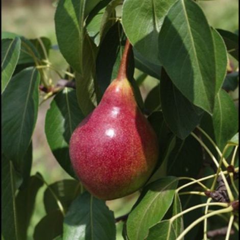 Poirier 'Williams Rouge' (Pyrus communis 'Williams Rouge' ®) (1/3)