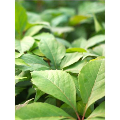 Vigne vierge vraie, Vigne vierge de Virginie 'Murorum' Pot de 1,5L/2L (1/2)