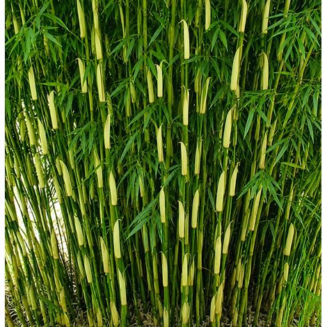 Gardenaria Fargesia Campbell - Fargesia robusta 'Campbell' - Bambù ornamentale da esterno - Altezza: 100/125 cm (vaso18)