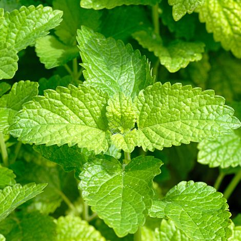 Plant Melisse pot 1L (1/2)