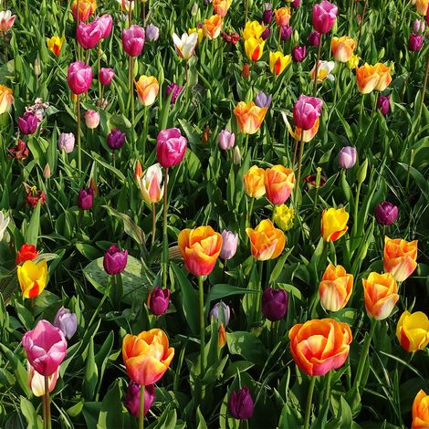 Tulipes simples hâtives en mélange Bulbe calibre 12+ (par 10) (1/2)