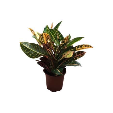 Croton petra