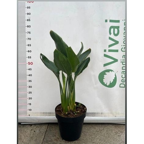PIANTA DI STRELIZIA NICOLAI A CESPUGLIO IN VASO 23 (foto reale)