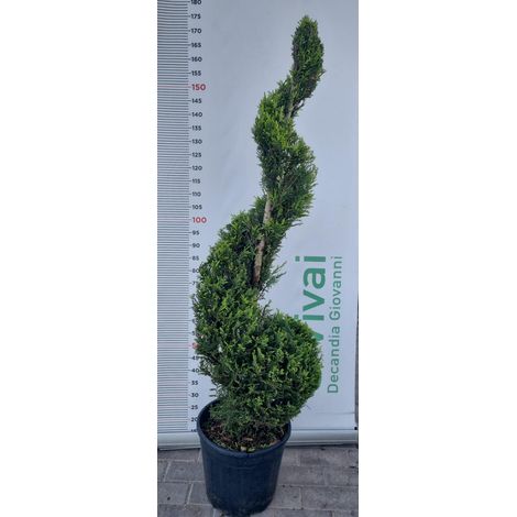 PIANTA DI CUPRESSOCYPARIS LEYLANDII SPIRALE V.30 H150/170 CM(FOTO REALI)