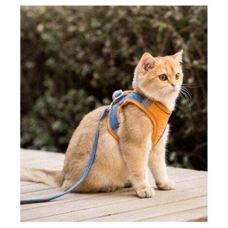 QORVA-Ensemble harnais et laisse pour chat pour chihuahua, accessoires pour chien et chat, gilet pour carlin, laisse, outils de marche, laisse de sortie (couleur : orange, taille : S/M/L) (1/4)