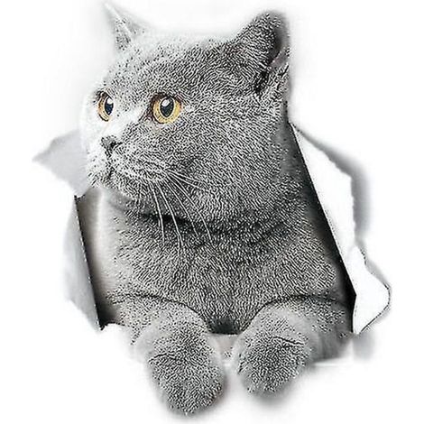 Stickers muraux chat British Shorthair, autocollant pour toilettes chat British Shorthair, autocollant 3D chat pour vitre et pare-chocs de voiture (2 pièces) (1/5)