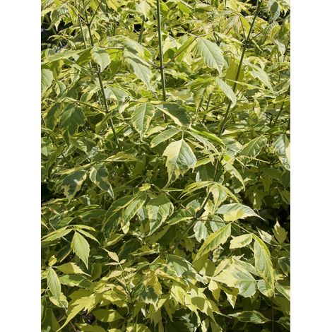 Érable à feuille de frène 'Elegans' Pot de 7,5L/10L, Tige