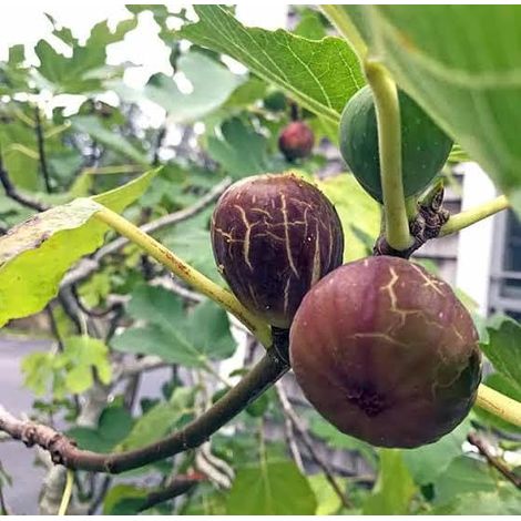 ficus carica (brown turkey fig) 3 talee/cuttings black