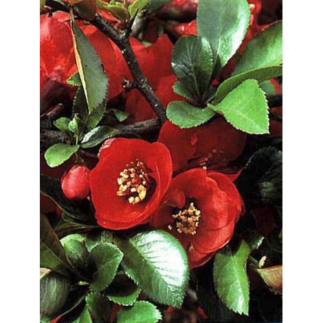 Cognassier du Japon 'Nicoline' Godet de 8/9 cm (1/3)