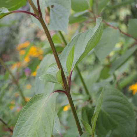 Cornouiller blanc Sibirica, Cornus/Pot de 4L - 40/60 cm (1/2)