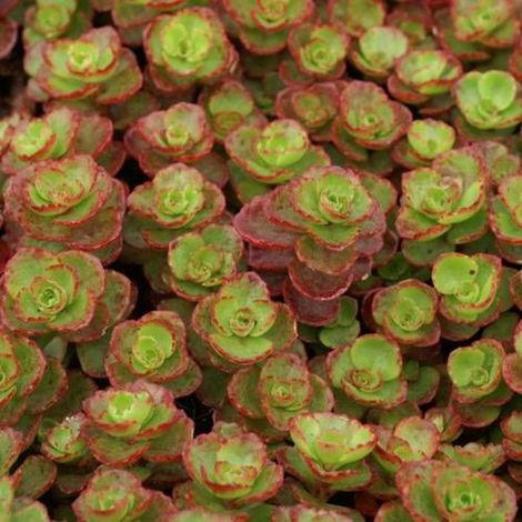 Orpin spurium Schorbuser Blüt/Godet