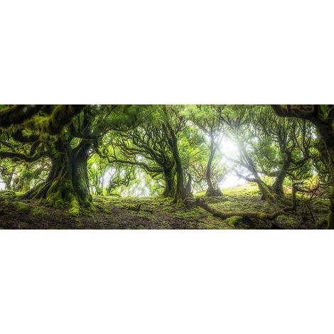 Tableau Les arbres géants - 80x30cm - made in France Toile imprimée (1/5)
