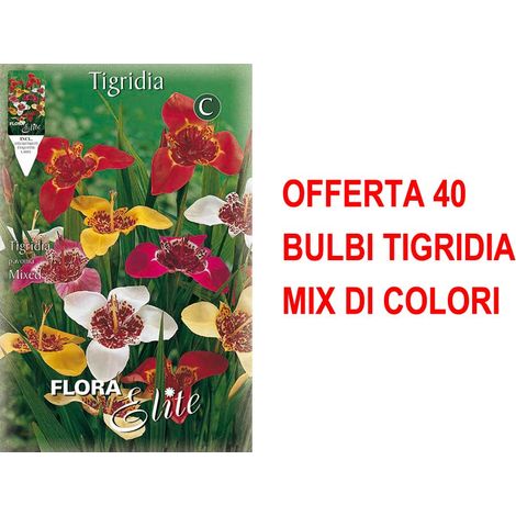 BULBI PRIMAVERILI OFFERTA 40 BULBI TIGRIDIA MIX DI COLORI BULBS BULBES
