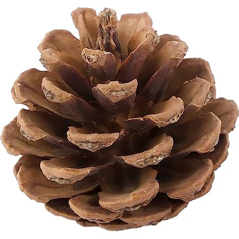 Sacchetto con Pigne, ideale per decorare l'albero di Natale, da 50 grammi (1/3)