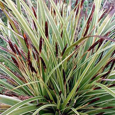 4 x Laîche panaché  - Carex morrowii 'Variegata'  - godet 9x9 cm