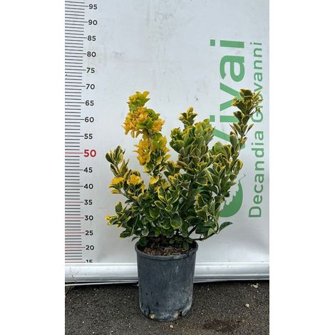 50 Piante di Evonimo V18 H 70/80 cm – Siepe Sempreverde – Euonymus Japonicus