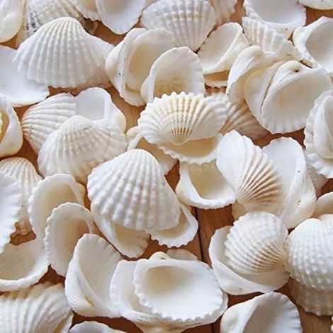 Coquillage Decoration, Coquillage, Coquillages Blancs, Perles Coquillage Naturels, Océan Coquillages, Décoration Bricolage, Remplisseurs Vase, Décoration Paysage Aquarium (1/5)
