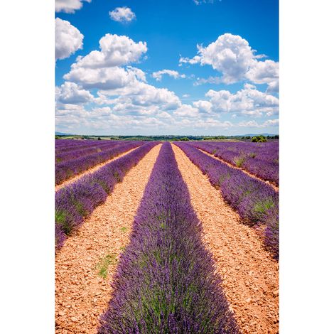 Tableau sur toile champs de Valensole 30x45 cm - Impression sur Toile Murale Décorative - Image imprimée en HD sur Toile - Toile sur Châssis en Bois FSC - Fabriqué en France (1/4)