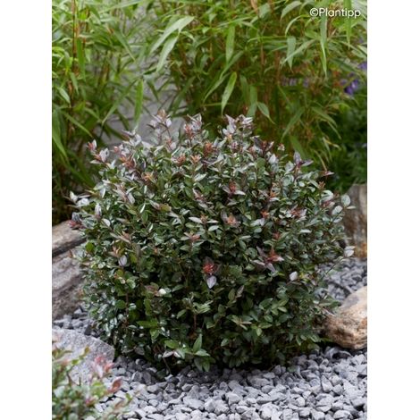 Chèvrefeuille arbustif 'Garden Clouds Purple Storm' Pot de 7,5L/10L (1/2)