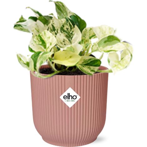 Epipremnum Pinnatum Happy Leaf Plante grimpante d’intérieur Feuillage doré Pot 14 cm rose - PANGIVO (1/5)