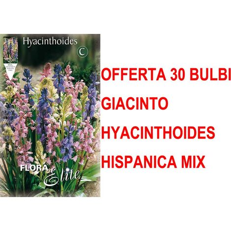 OFFERTA 30 BULBI AUTUNNALI GIACINTO HYACINTHOIDES HISPANICA MIX BULBS