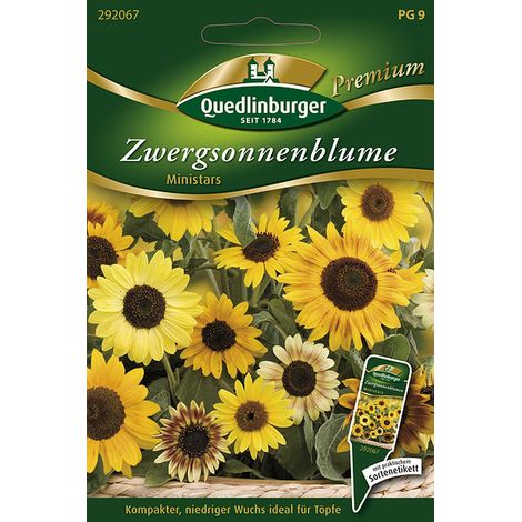 Quedlinburger Saatgut – Tournesol nain « Ministars » – Graines de fleurs, mélange citron, or et rouge, 50 cm