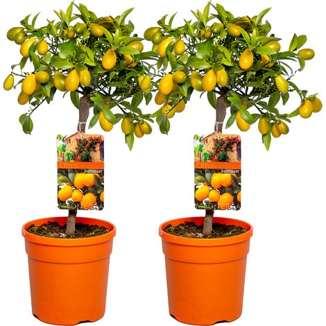 Bloomique - Lot de 2 - Citrus Kumquat - Kumquat - Oranger nain - Agrume - Arbre fruitier - Plantes de jardin - 50-70 cm de haut - Pot 19 cm