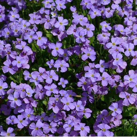4 x Aubriète  - Aubrieta 'Cascade Blue'  - godet 9x9 cm (1/5)